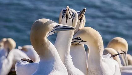 王勤伯：贝利和我们不曾经历的伟大