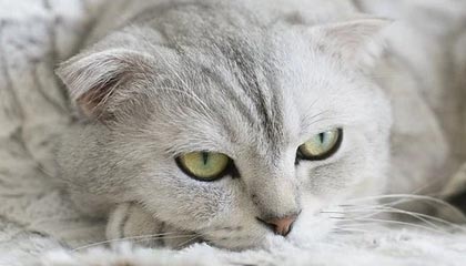 世界杯手机观看软件-网坛群星致敬马拉多纳 纳达尔：他的成就永存于世