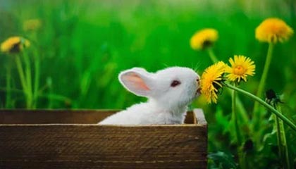 世界杯赛事直播下载-篮网中锋如期举行感恩节活动 疫情迫使改变形式